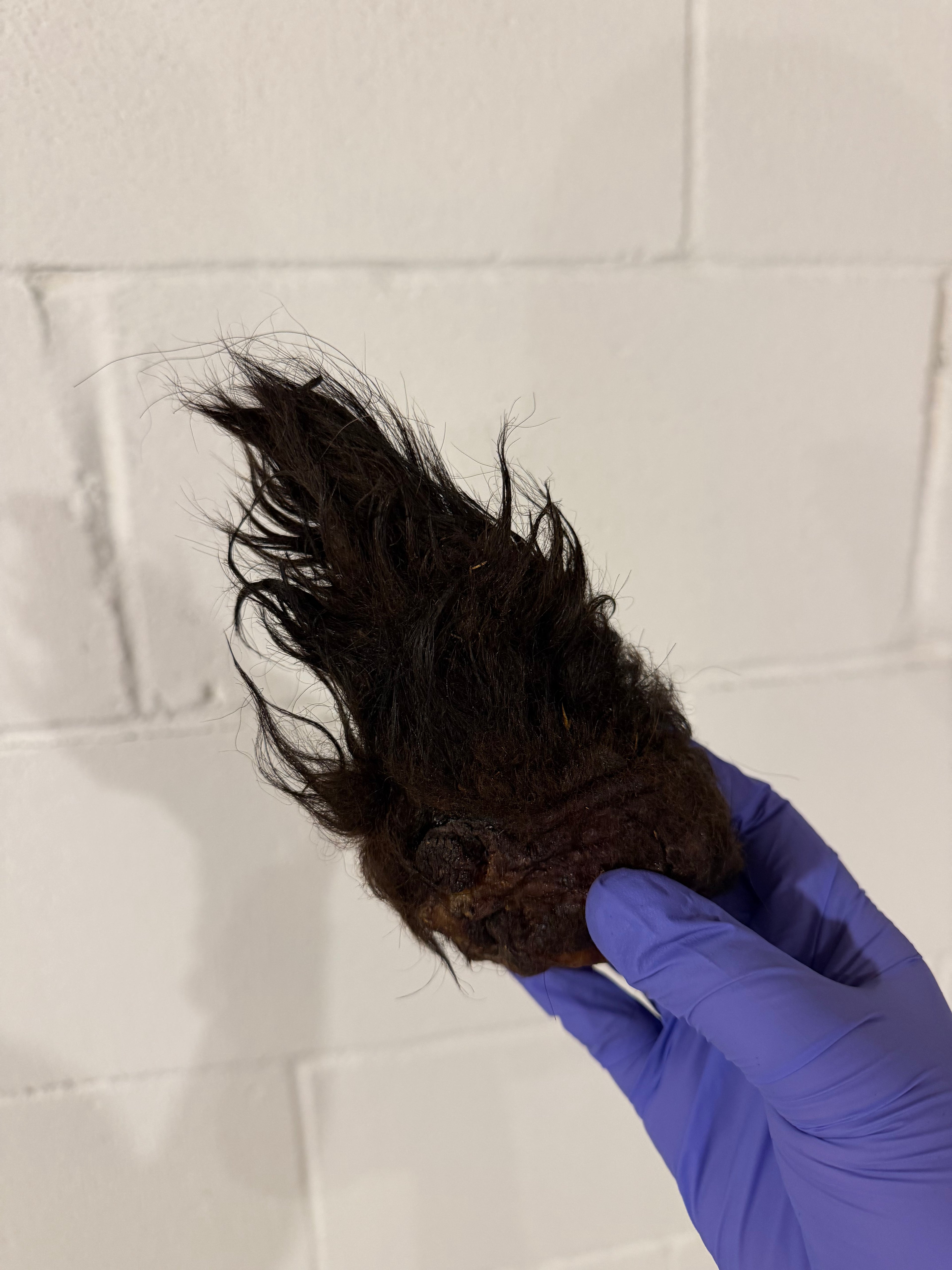 LIMITED EDITION Spooktacular Bison Ear